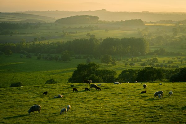 Quelle approche pour la régénération des prairies endommagées par la surpâturage dans des zones semi-arides ?